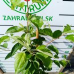 Okrasná jabloň (Malus) ´GOLDEN HORNET´ - výška 100-120 cm, kont. C5L
